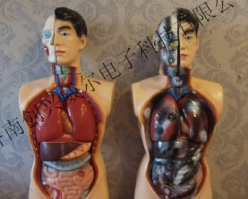 吸毒后半身人体器官对比